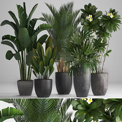 Various Potted Bonsai Plants With Lush Green Leaves And White Flowers In Gray Pots 3d model