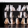 Different Breeds of Sitting Cats in Three Rows With Black Background White Gray Orange Colors