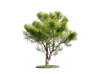 Vibrant Arbor Tree With Green Leaves Strong Trunk And Lush Foliage 3d model