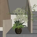 Potted Bonsai Plant With White Flowers Green Foliage In Dark Brown Pot By Corridor Stairs