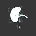 Abdominal Organs 3D Illustration of Human Kidney with Blood Vessels