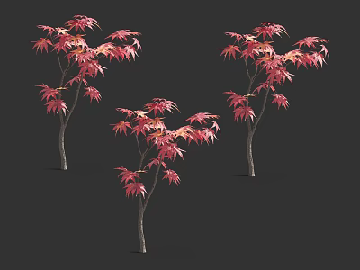 Three Arbor Trees With Red Leaves Slender Trunks And Lush Foliage 3d model