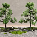 New Chinese Pine Black Pine Pohan Pine Red Pine Landscape Tree 3d model