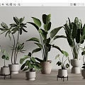 Various Green Leaf Potted Plants In Ceramic And Terracotta Pots On Wooden Floor