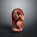 Developing Human Fetus Inside Uterus in Natural Fetal Position 3D Rendering