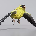 Yellow Flying Bird With Spread Black Wings And Black Head In Mid Flight
