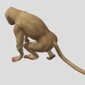 Cute Monkey With Light Brown Fur And Dark Eyes In Crouching Position 3d model