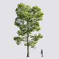 Tall Arbor With Lush Green Foliage And Person Standing Beside For Scale