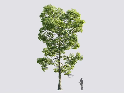 Tall Arbor With Lush Green Foliage And Person Standing Beside For Scale 3d model