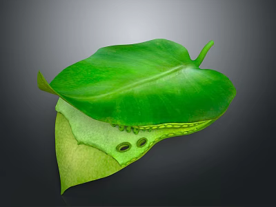Green Leaf With Organ Like Structure And Hair Like Texture Details 3d model