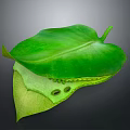 Green Leaf With Organ Like Structure And Hair Like Texture Details