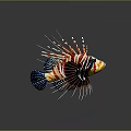 Tropical Lionfish With Vibrant Striped Pattern And Long Spiny Fins Swimming Underwater