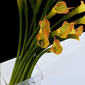 Fresh Yellow Orange Calla Lilies in Clear Glass Vase on Black Background