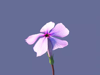 Beautiful Pink And Purple Flower With Five Petals Red Stem Green Bud Against Purple Background 3d model