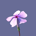 Beautiful Pink And Purple Flower With Five Petals Red Stem Green Bud Against Purple Background