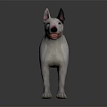 White Bull Terrier Standing On Dark Background With Shiny Reflective Floor