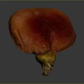 Red Textured Organ With Fine Hair And Natural Surface Details