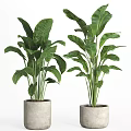 Potted Bonsai Plants With Large Green Leaves And Black Metal Stand Pots