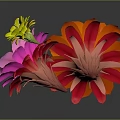 Beautiful Blooming Vibrant Cactus Flowers with Orange Pink and Yellow Petals