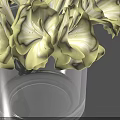 Light Green Hydrangea In Transparent Glass Vase On Dark Blue Background With Reflection
