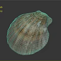 Scallop Shaped Brown And Orange Textured Natural Seashell For Home Decor