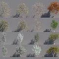 Various Arbor Trees Showcasing Diverse Leaf Colors And Natural Growth Shapes