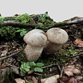 Fresh Wild Mushrooms Growing On Mossy Ground With Tree Branches And Green Leaves