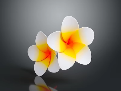 Two Beautiful Plumeria Flowers With White Petals And Yellow Center On Gray Background With Reflection 3d model