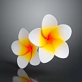 Two Beautiful Plumeria Flowers With White Petals And Yellow Center On Gray Background With Reflection