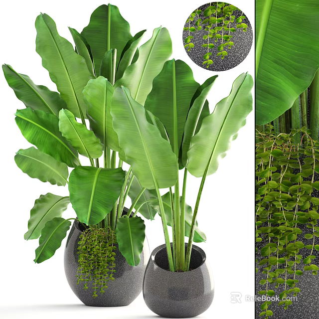 Lush Bonsai Potted Plants With Large Green Leaves And Hanging Vines In Black Pots 3d model 