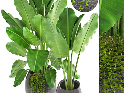 Lush Bonsai Potted Plants With Large Green Leaves And Hanging Vines In Black Pots 3d model