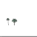 Tall Palm Trees With Lush Green Fronds And Brown Trunks In Natural View