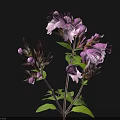 Purple Flowering Floral Plant with Green Leaves and Dark Brown Stems Against Black Background