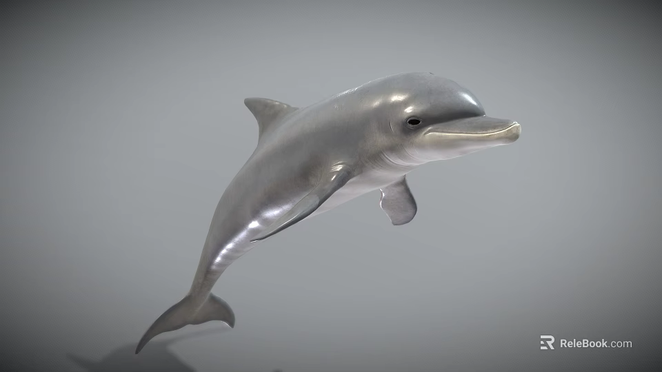 Detailed Realistic 3D Dolphin Model With Silver Gray Body Leaping Pose 3d model