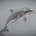 Detailed Realistic 3D Dolphin Model With Silver Gray Body Leaping Pose 3d model