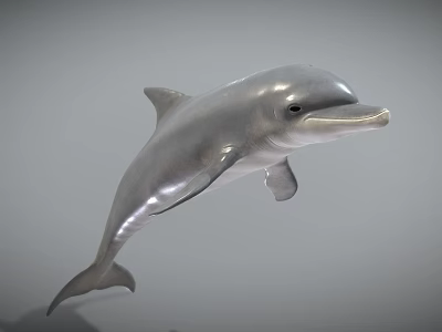 Detailed Realistic 3D Dolphin Model With Silver Gray Body Leaping Pose 3d model