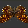 Stunning Brown And Yellow Spotted Butterfly With Open Wings On Dark Background