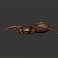 Detailed Brown Spider With Eight Long Legs And Striped Body On Dark Background