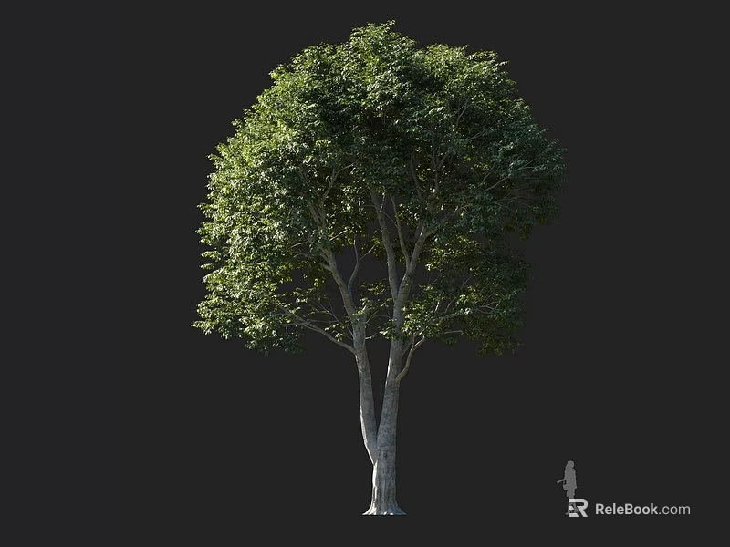 Tall Arbor Tree With Lush Green Leaves And Human Figure Silhouette For Size Reference 3d model 