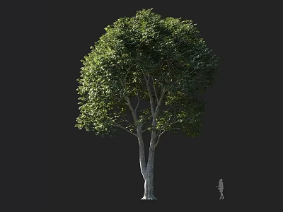 Tall Arbor Tree With Lush Green Leaves And Human Figure Silhouette For Size Reference 3d model