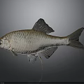 Silver Scaled Fish With Dark Fins And Reflection On Gray Background