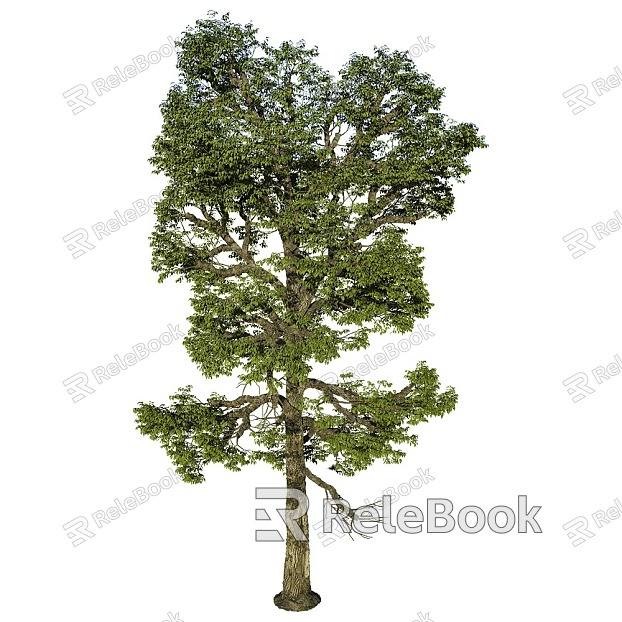 tree landscape tree shrub plant model