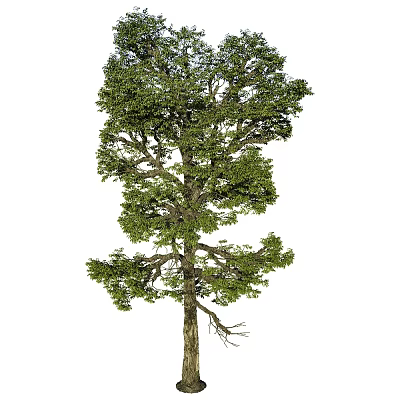 Tall Arbor with Lush Green Foliage and Strong Trunk Growing Healthily 3d model