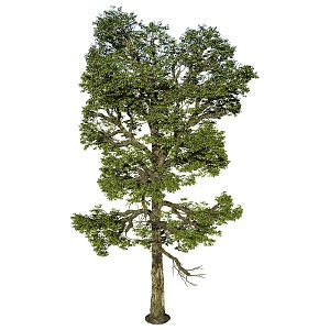 tree landscape tree shrub plant 3d model