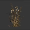 Different Types Of Small Herbal Plants With Slender And Bushy Leaves On White Background