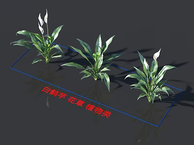 Spathiphyllum Flowers and Plants with White Blooms in Plant Category and Green Leaves 3d model