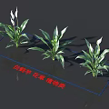 Spathiphyllum Flowers and Plants with White Blooms in Plant Category and Green Leaves