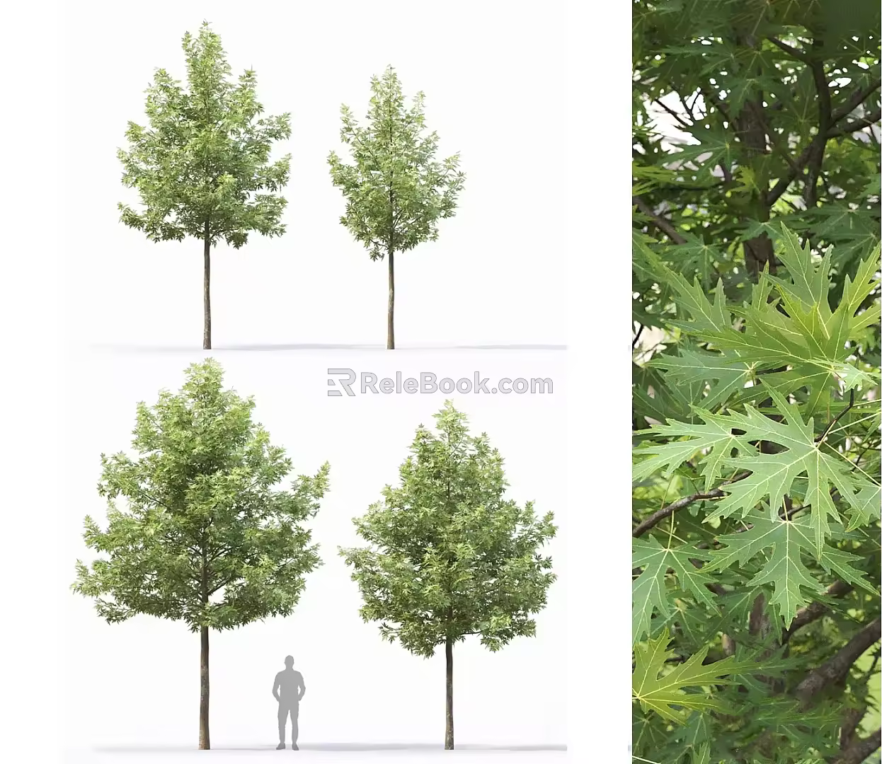 Modern Arbor Street Tree Courtyard Tree Landscape Tree Ginkgo Tree Forest Trees 3d model