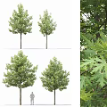 Modern Arbor Street Tree Courtyard Tree Landscape Tree Ginkgo Tree Forest Trees 3d model