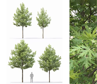 Modern Arbor Street Tree Courtyard Tree Landscape Tree Ginkgo Tree Forest Trees 3d model